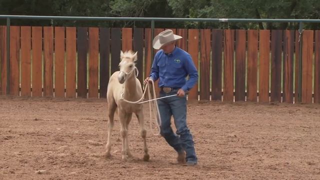 Clinton Anderson: Foal Training - Downunder Horsemanship