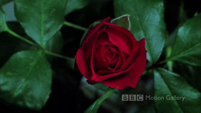 Creativity In Full Bloom