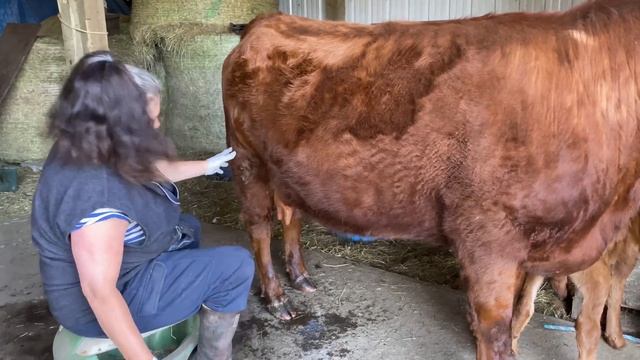 Irish Dexter Family Milk Cows: Part 4, How to train a milk cow. When do we start milking? смотреть онлайн