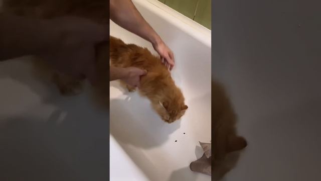 Как правильно купать своего кота смотреть онлайн