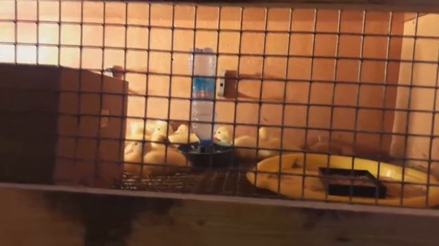 откорм индоуток часть 3 итоги смотреть онлайн