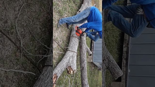 cutting down some trees смотреть онлайн