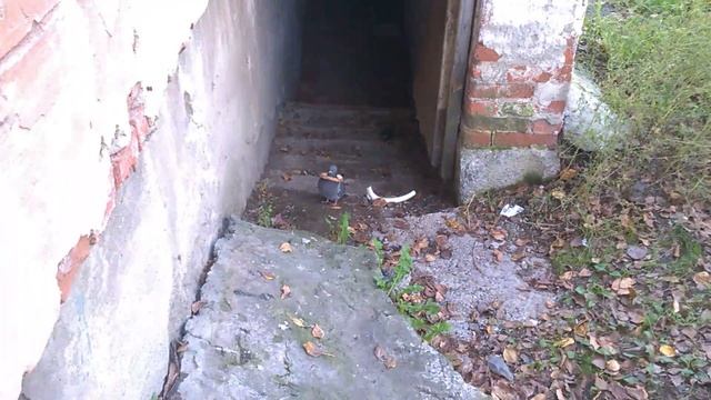 голубь смотреть онлайн