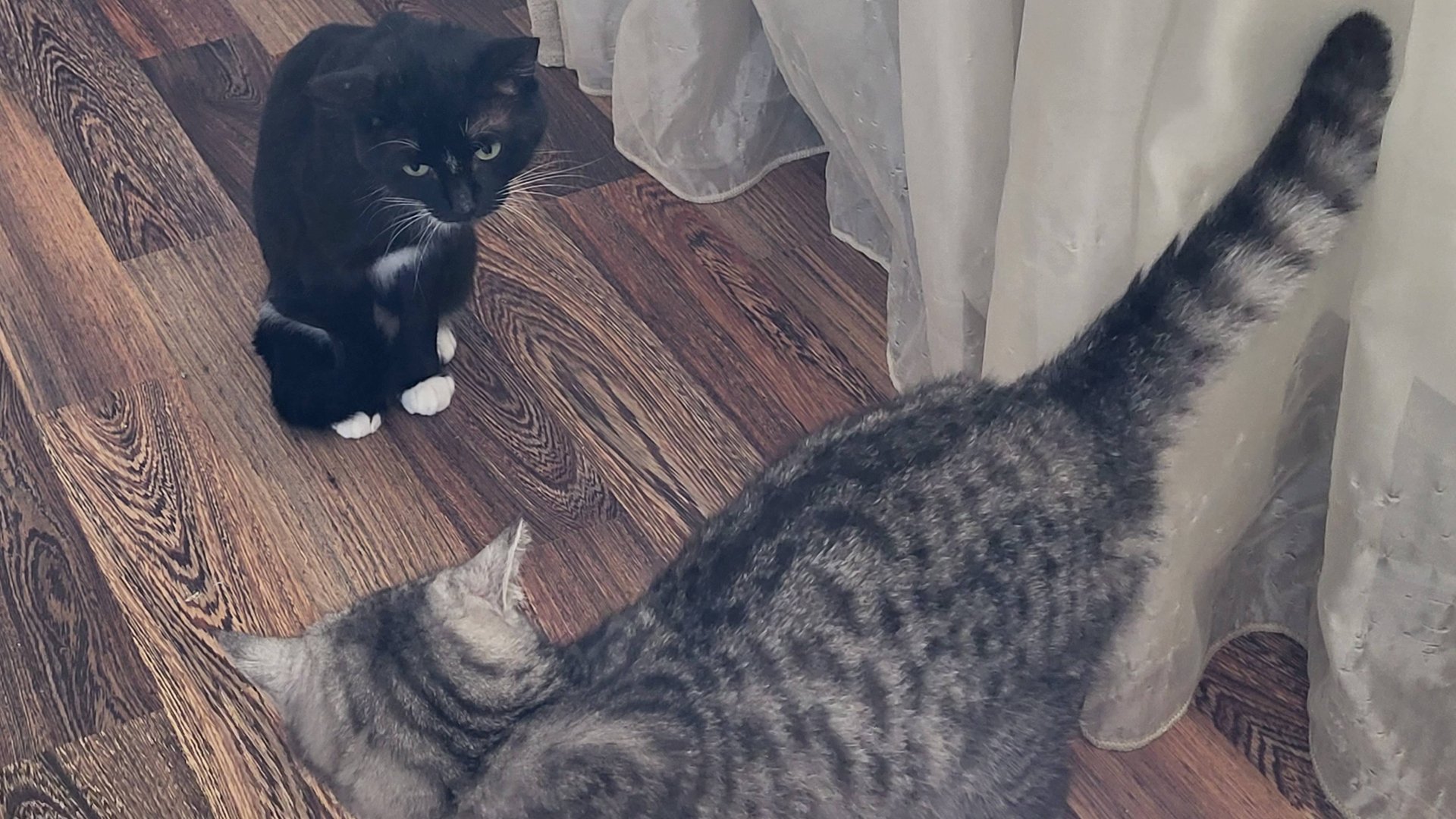 Ромео и Джульетта. Romeo And Juliet A Cover Version Of The Cat