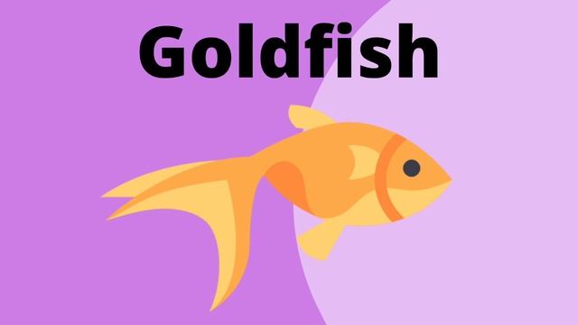 PET Quiz | For Teachers And Kids | Kindergarten Teaching Resource | Timed Guessing Game