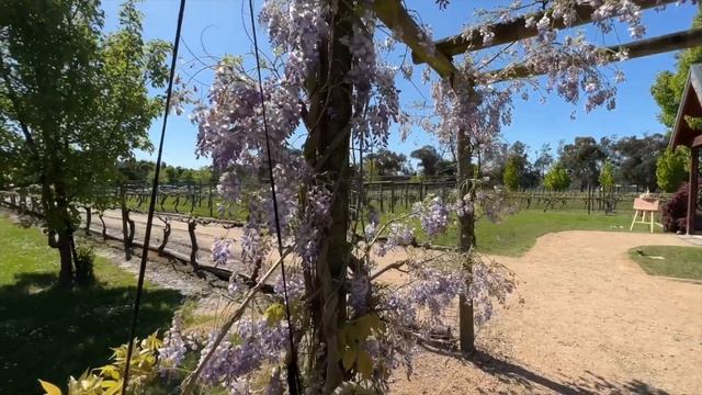 a week with my parents in Australia! 🐨🦘💒🎤🇦🇺 ⎮aced смотреть онлайн