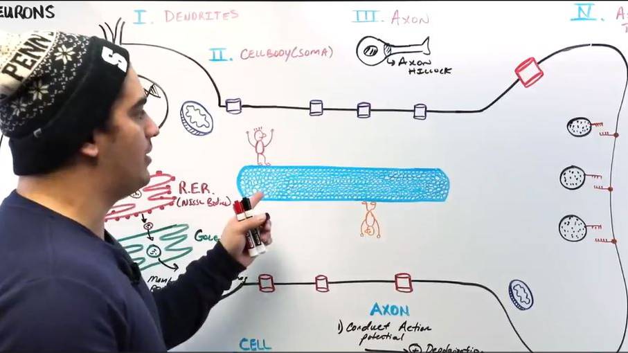 Неврология | Строение и функции нейронов смотреть онлайн
