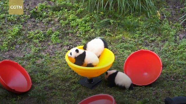 Six-month old twin pandas in 'Panda Kindergarten' смотреть онлайн