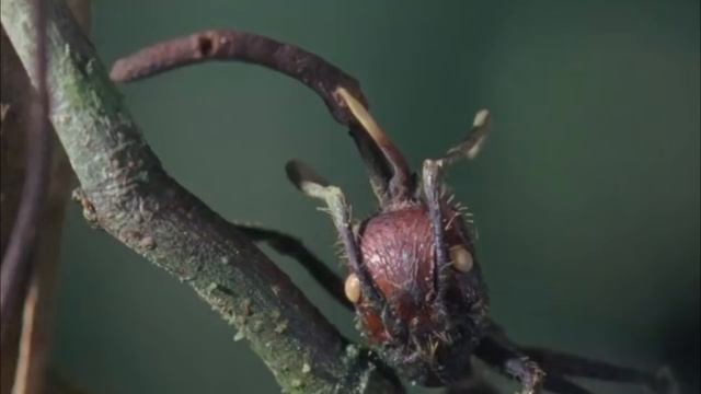 Удивительный гриб Кордицепс смотреть онлайн