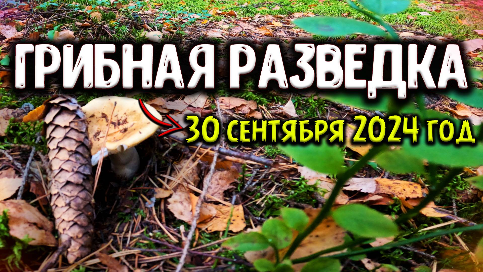 ЕСТЬ ЛИ СЕЙЧАС ГРИБЫ В ПОДМОСКОВЬЕ? АКТУАЛЬНАЯ ИНФОРМАЦИЯ ПО ШАТУРСКОМУ РАЙОНУ НА КОНЕЦ СЕНТЯБРЯ смотреть онлайн