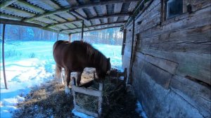 Лесной Хутор замело снегом. Как я Кузьку укрощала. Жизнь на хуторе.