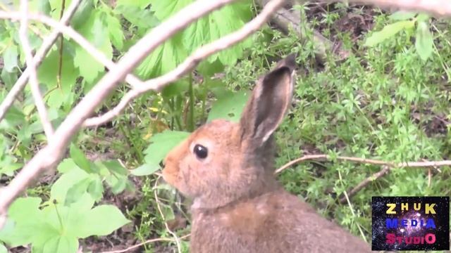 Обернитесь, заяц! Вас снимают смотреть онлайн