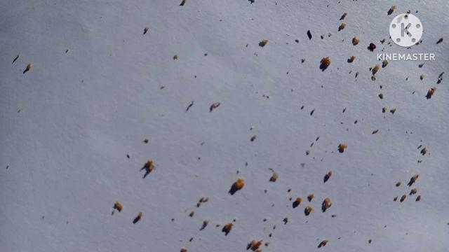 лучший способ борьбы с клещем вороа.