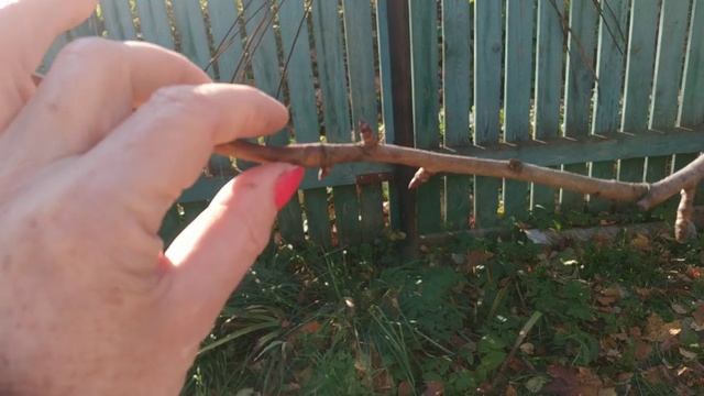 Как правильно укорачивать ветки? смотреть онлайн