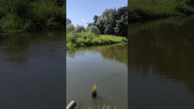 Филипповское, р. Шерна