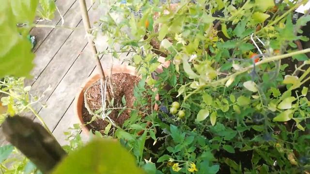 8. august 2021 White currant minner mer om frukt eller bær enn tomat. смотреть онлайн