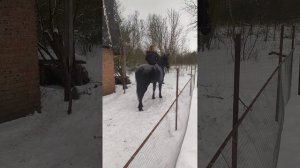 Верхом на дикой лошади. #лошадь Флика. Вздутие. Колики