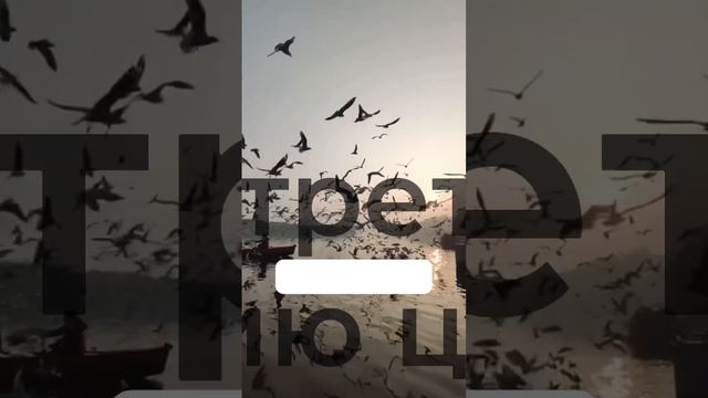 Самая красивая стена в доме MASSANDRA Ставь «+» , чтобы увидеть всю коллекцию целиком смотреть онлайн