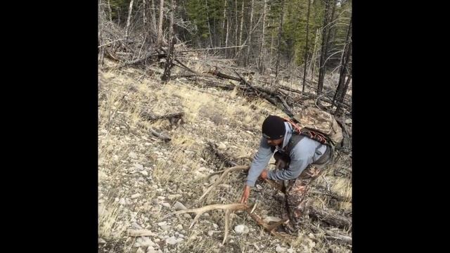 Sheds and dead heads in BEAR Country (Unseen highlights from last year) смотреть онлайн
