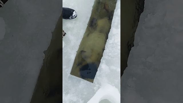 РЫБАЛКА НА ТЯГУ МАРТ 2023 смотреть онлайн