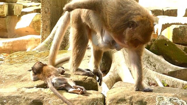 Last Second Sweet Pea Monkey Meet Daniela | Sadness Sweet Pea | Monkey Crying смотреть онлайн