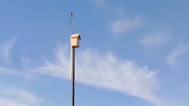 Весна в самом разгаре... Солнце светит, птички поют... Кстати о птичках. Изготовление скворечников. смотреть онлайн