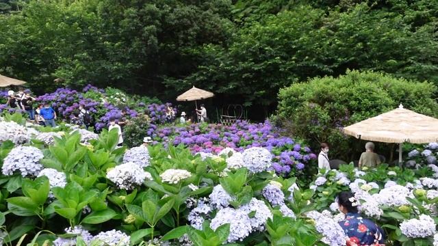 LIFE IN TAIWAN | visiting my grandparents, yangmingshan & bruna's birthday 💖 смотреть онлайн