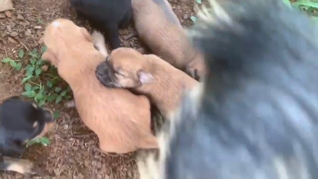 Слава Богу, есть где Прятаться. #vlog #paraguay смотреть онлайн