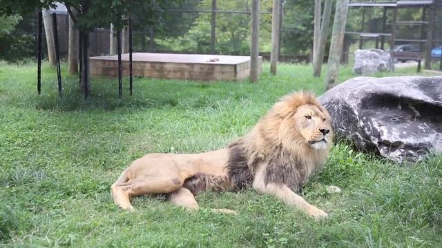 African lion Upepo makes his debut at Zoo Knoxville смотреть онлайн