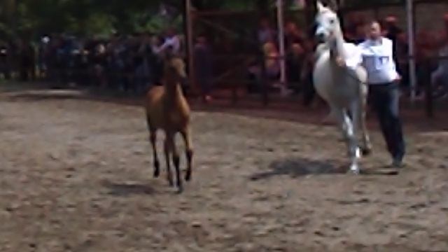 DSCN4049 Терский конный завод,Железноводск