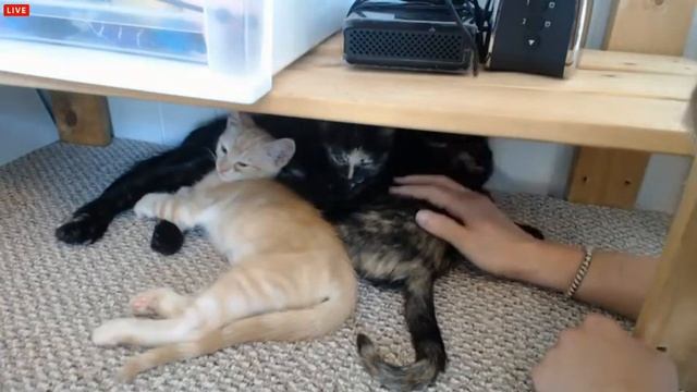 Tiny Kittens Bu Bye girls have wonderful lives смотреть онлайн