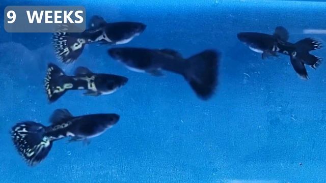 Watch Guppy Grow - Week by Week Video смотреть онлайн