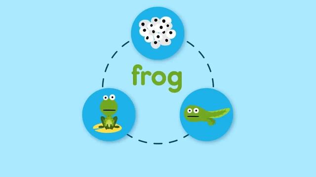 The Life Cycle Song _ Science Songs _ Scratch Garden смотреть онлайн