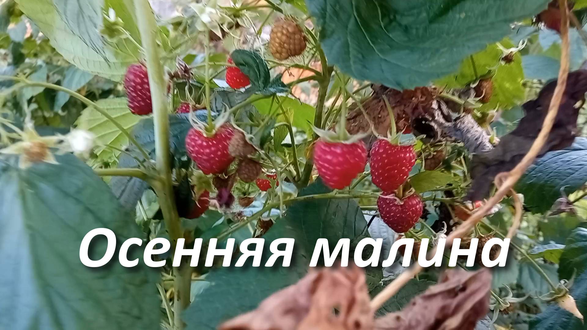Малина осенняя. Малина в сентябре - собираю урожай смотреть онлайн
