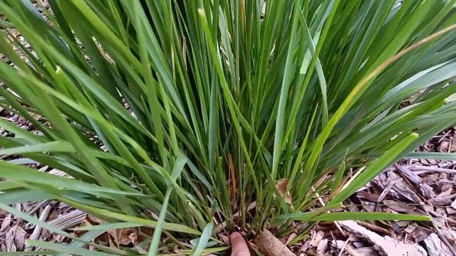 When Is The Best Time to Cut Back Karl Foerster Feather Reed Grass? смотреть онлайн