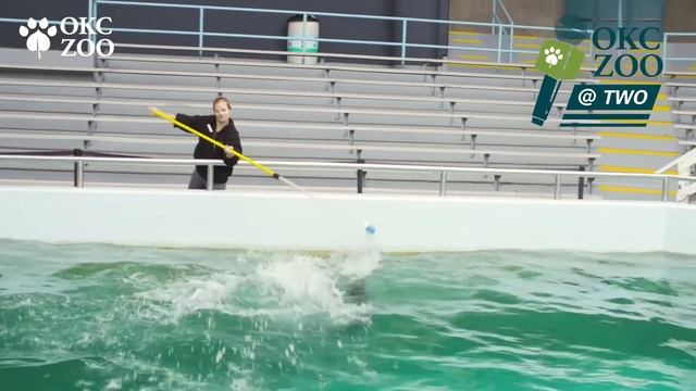 OKC Zoo@ Two: Harbor Seal Liberty Eye Surgery смотреть онлайн
