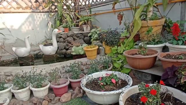 Sunday garden update/ November garden overview🌺🌿🍀🪴🎋 смотреть онлайн