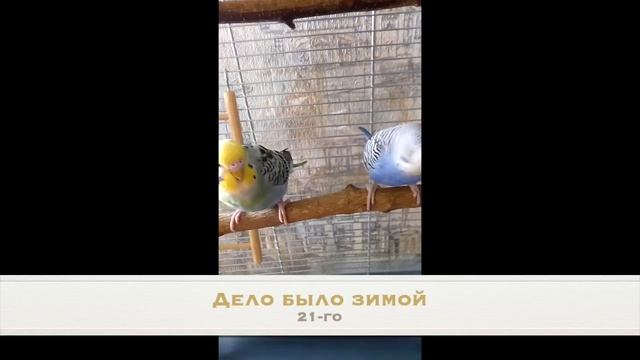 Свежая зелень для попугаев легко и просто смотреть онлайн