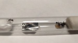 муравьи camponotus nicobarensis. содержание и уход.