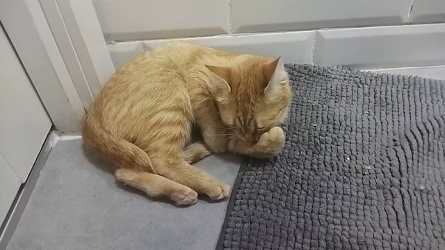 Рыжая кошка играет со своим хвостом и ковриком смотреть онлайн