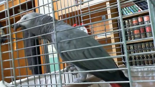 Тоты құс смотреть онлайн