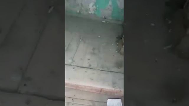 Состояние 71 дома в 3 микрорайоне Актау смотреть онлайн