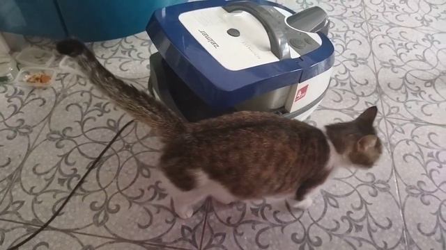 Кот залез в пылесос смотреть онлайн