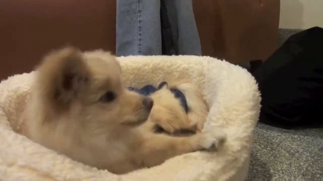 Paulie смотреть онлайн