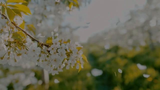 Книга «Борьба и мужество: Возможность выбора» (Элен Уайт) (7я глава) смотреть онлайн