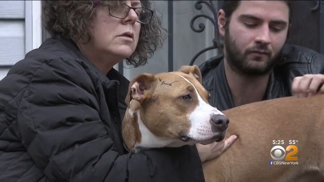 Pit Bull Recovering After Owner Killed During Nightly Walk In Brooklyn смотреть онлайн