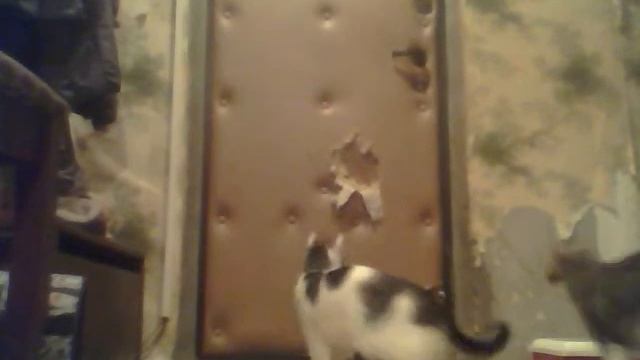 Коты открывают дверь - 2 смотреть онлайн