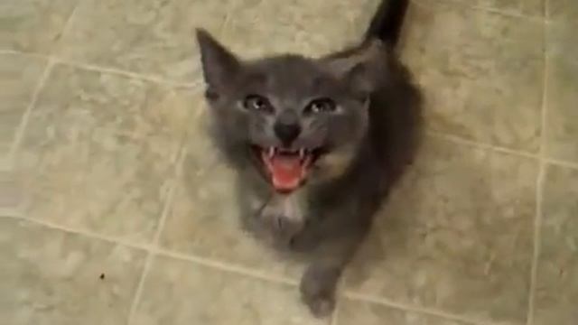Котенок очень требует открыть дверь!! смотреть онлайн