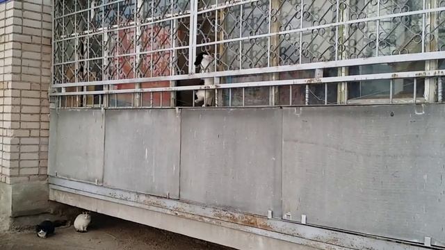 кот перепутал дверь... смотреть онлайн