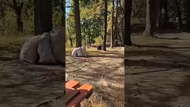 Квадробер ✌️😉😂😂😂.MP4 смотреть онлайн